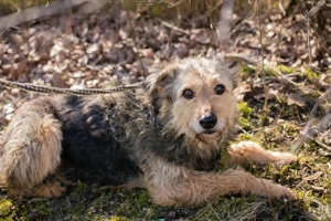 *HERMANN* Ich bin lieb, sehr offen und neugierig, und ich liebe die Menschennähe