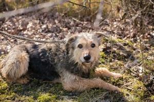 Chipnummer 2158958 ist auf der Suche nach einer Familie und einem Namen