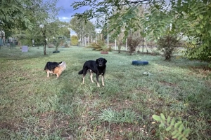 *BANJO* hat bereits eine Menge gelernt, ist aber trotzdem immer noch vorischtig und zurückhaltend