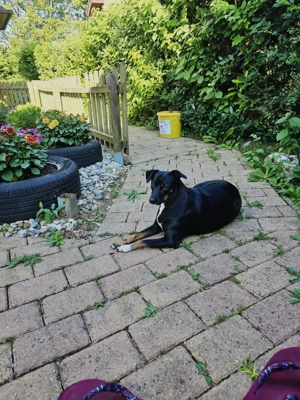 Pinscher Mischling  Luna 