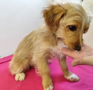 Welpe *SISSI* - klein und zart aber aktiv und schnell