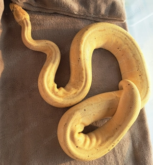 Verschiedene Königspython Königspythen 