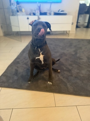 Cane corso mischling 