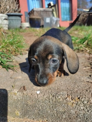 Zwergdackel Rauhhaar