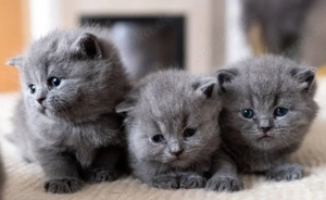 Liebevolle Britisch Kurzhaar Kätzchen   Perfekt für Ihre Familie!  