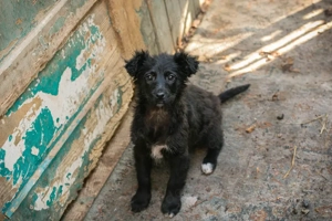 Chipnummer 271729 - kleines Welpenmädchen sucht Zeit zum spielen
