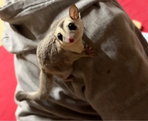sugar glider