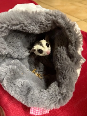 sugar glider