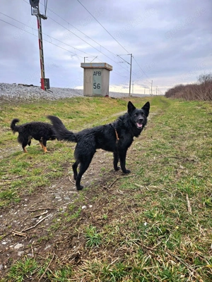 Traumhund Otto sucht sein eigenes Körbchen Bild 2