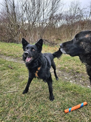 Traumhund Otto sucht sein eigenes Körbchen Bild 5