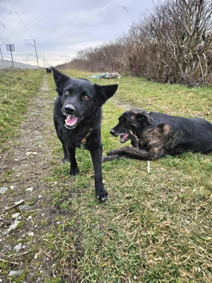 Traumhund Otto sucht sein eigenes Körbchen Bild 4