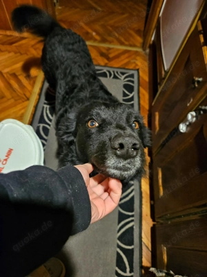 Traumhund Otto sucht sein eigenes Körbchen Bild 3