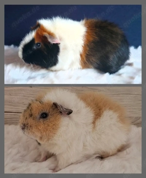 2 Teddy Meerschweinchen Böckchen (Nur zusammen abzugeben)