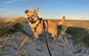 Schüchterne Sintra sucht Ruhepol