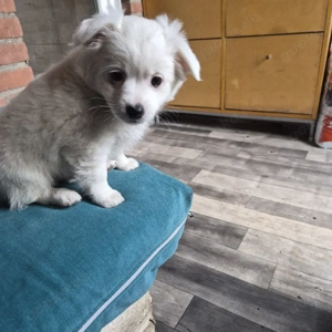 Havaneser welpe Bild 4