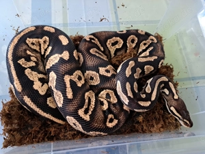 Verschiedene Königspython Königspythen abzugeben 