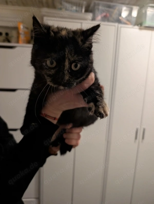 Katzenmädchen abzugeben 