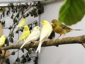 Kanarienvögel   alle einheitlich gelb und weiß