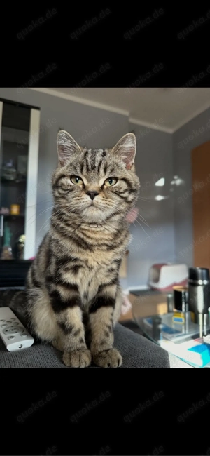 2 Katzen mit XXL Zubehör