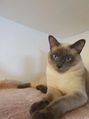 Blue Point Siam Jungs 