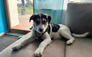 Lollypop wartet auf dich!