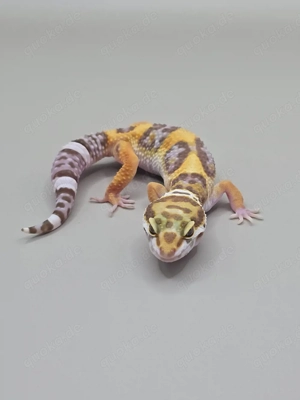 Leopardgecko 0.1 Mandarin Tangerine Tremper Albino 