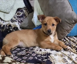 Wunderschöne Welsch Korgi Mix Welpen