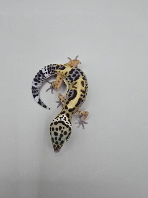 Leopardgecko 0.1 Black Night Lavender  Bild 3