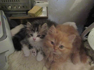 Neuen Dosenöffner gesucht von British Langhaar- baby