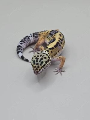 Leopardgecko 0.1 Black Night Lavender 