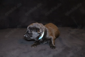 Labrador Hunde Welpen Mix 