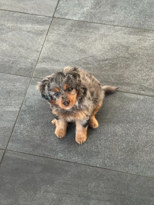 Mini Aussiedoodle 