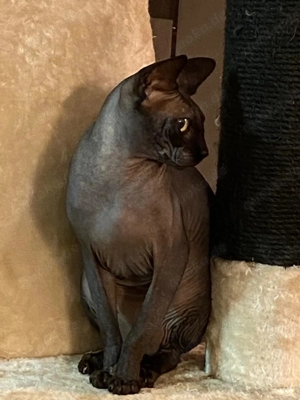 Kater 4,5 Jahre alt zu verkaufen 