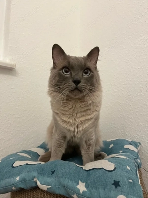 Deckkater Heilige Birma