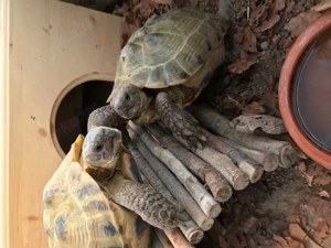 2 Testudo Horsfieldii (Vierzehenschildkröte) in liebevolle Hände abzugeben