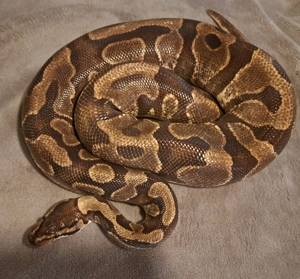 HAMM: Verschiedene Königspython Königspythen abzugeben 