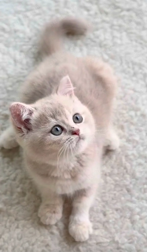 BKH katze mädchen 12 Wochen alt