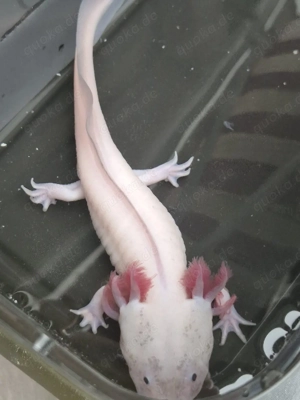 Axolotl - im Auftrag-