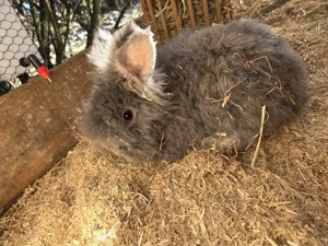 Englisch Angora Kaninchen
