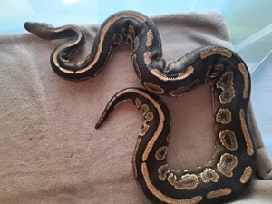 HAMM: Verschiedene Königspython Königspythen abzugeben 