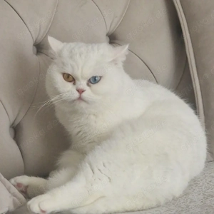 britisch kurz haar katze