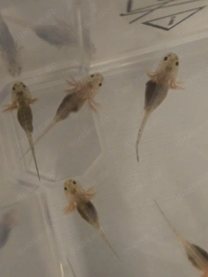 Axolotl Babys