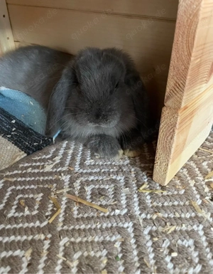 Herzensplatz für unseren geliebten Zwergwidder gesucht!