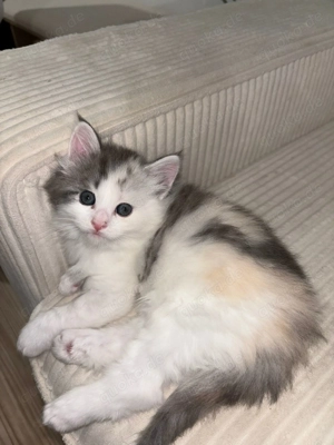 Süße Katzenbabys suchen ein liebevolles Zuhause  