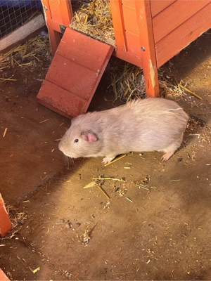 2 Meerschweinchen männlich abzugeben 