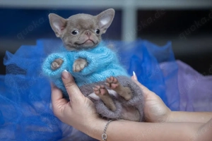 Hallo, ich heiße Cubby und suche ein neues Zuhause   