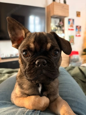 frops mops abzugeben 