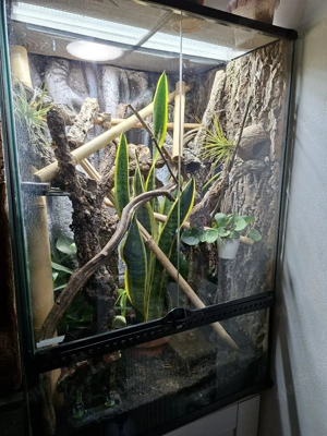 Komplettset Terrarium + 1.2 Goldstaubgeckos Bild 4