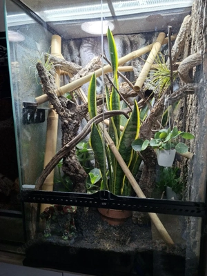 Komplettset Terrarium + 1.2 Goldstaubgeckos