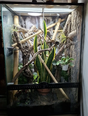 Komplettset Terrarium + 1.2 Goldstaubgeckos Bild 3